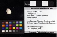 Foto (Objket + Etiketten) von Cyclothyreus sp. 